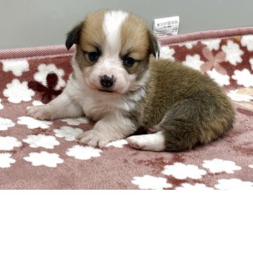 ウェルシュ・コーギー・ペンブローク【茨城県・男の子・2025年10月5日・レッドホワイト】の写真「元気な子」