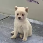 豆柴