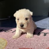 ウエストハイランドホワイトテリア