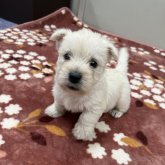 ウエストハイランドホワイトテリア