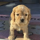 アメリカンコッカースパニエル