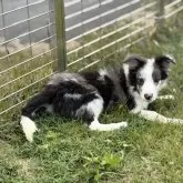 ボーダーコリー