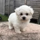 ビションフリーゼ