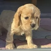 アメリカンコッカースパニエル【茨城県・男の子・2025年10月19日・バフ&ホワイト】の写真2