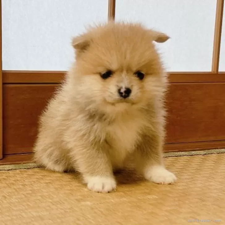 ID：2402-00117の子犬