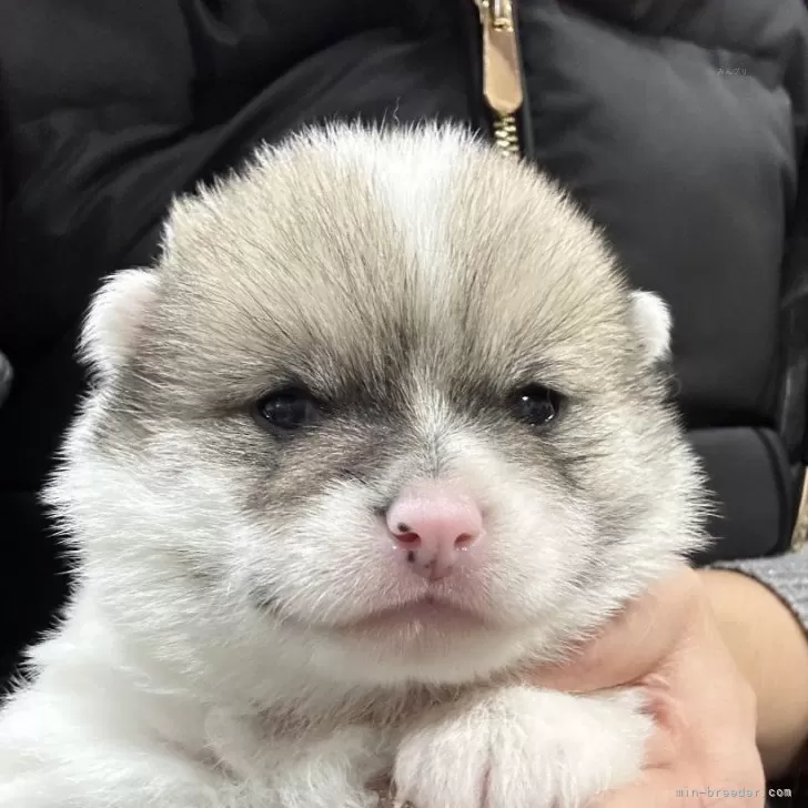 ID:2401-07223の子犬