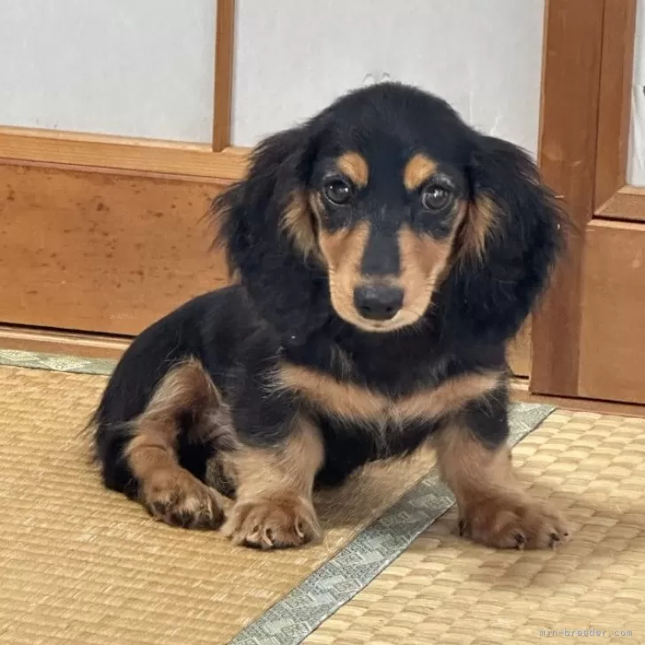 ID:2408-06088の子犬