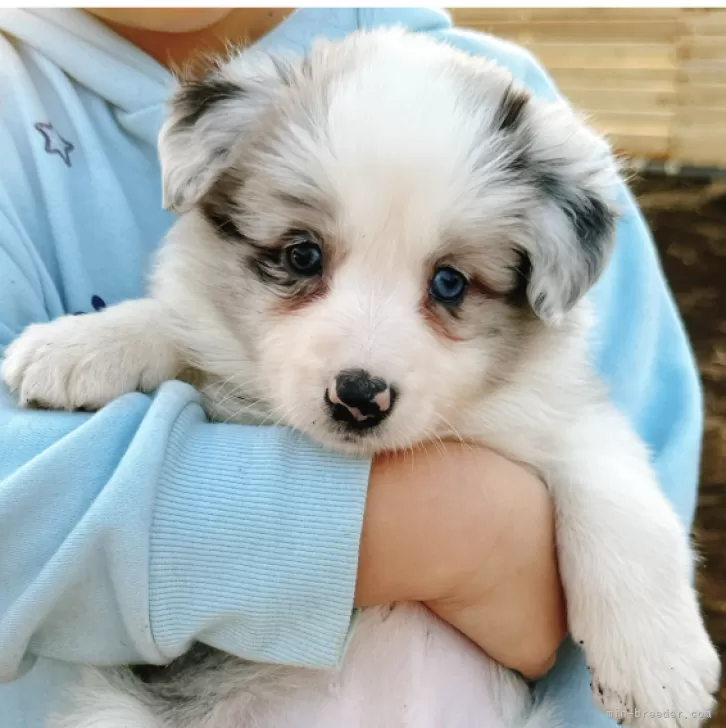 ID:2402-03335の子犬