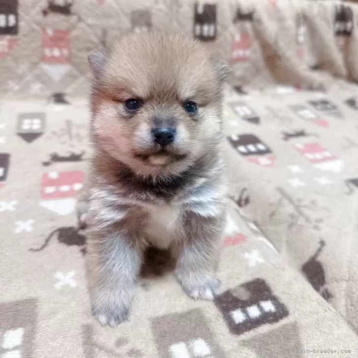 ID：2402-05605の子犬