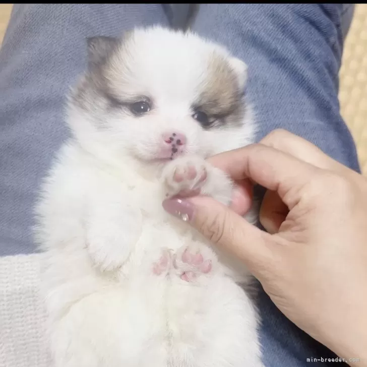 ID:2403-04287の子犬