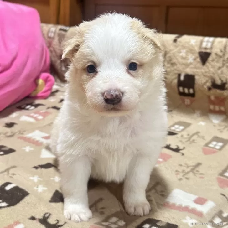 ID：2402-03303の子犬