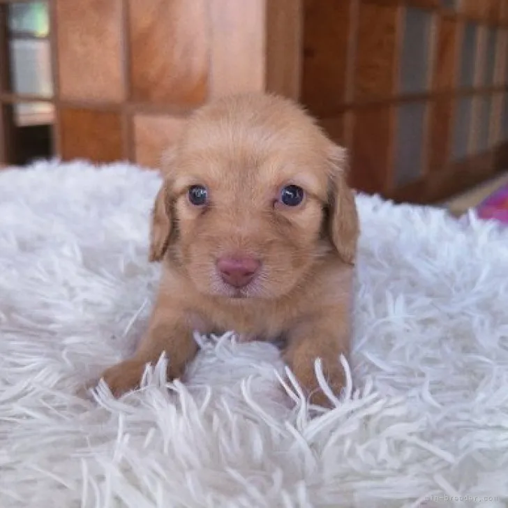 ID：2308-06290の子犬