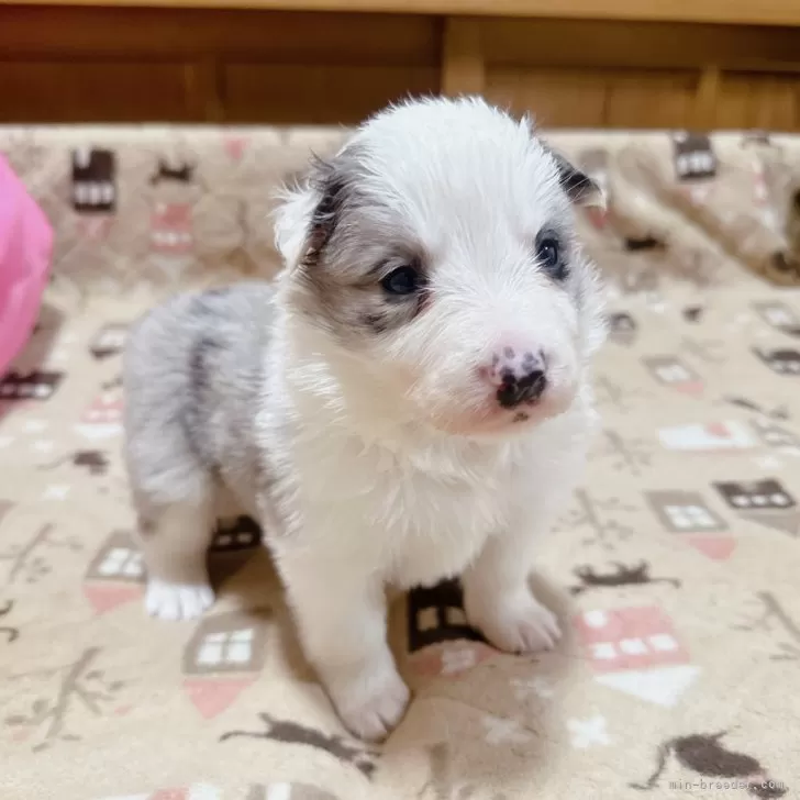 ID：2402-03337の子犬