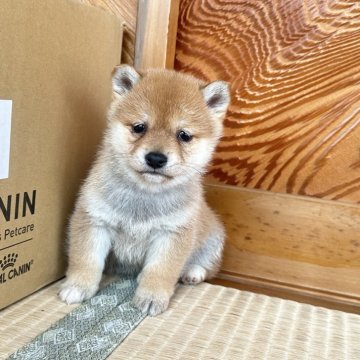 柴犬(豆柴)【茨城県・男の子・2024年2月18日・赤】の写真「🌸体格小粒な男の子🌸」