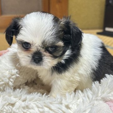チワワ&シーズー チワシー チワズー チワワシーズ【茨城県・女の子・2023年8月28日・ブラックゴールデンホワイト】の写真「🎀ふぁふぁな女の子🎀」