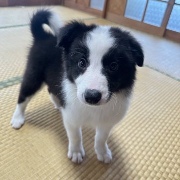 ボーダーコリー【茨城県・女の子・2024年1月28日・ブラウンホワイト】の写真「元気な子」