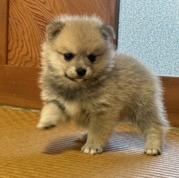 ポメ柴(ポメラニアン×柴犬)ポメ豆 ポメ豆柴【茨城県・男の子・2024年1月5日・オレンジ 赤】の写真「元気で、人に懐いてる男の子」