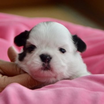 ミックス(チワワ×シーズー) チワズー チーズ【茨城県・男の子・2022年12月28日・ゴールド&ホワイト】の写真「🌸綺麗な色分けで🌸ワンポイントで可愛い男の子」