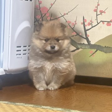 ポメ柴(ポメラニアン×柴犬)ポメ豆柴 ポメまめ ポメ豆【茨城県・男の子・2024年1月15日・赤 オレンジ】の写真「🌟ファファ両親の特点引き継いてる🌟」