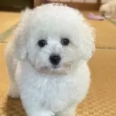 ビションフリーゼ【茨城県・男の子・2024年2月25日・白】の写真1