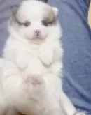 ポメ柴(ポメラニアン×柴犬)【茨城県・女の子・2024年1月15日・パーティーカラー】の写真2