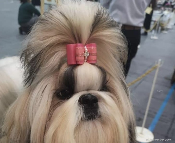 お母さんの小梅ちゃんです🎵　5歳のとても性格のいい明るいお母さんです！｜河原　かよ子(かわはら　かよこ)ブリーダー(愛知県・シーズー・JKC登録)の紹介写真2