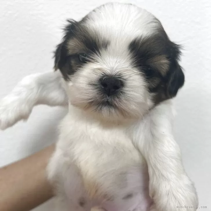 ID：2509-00363の子犬