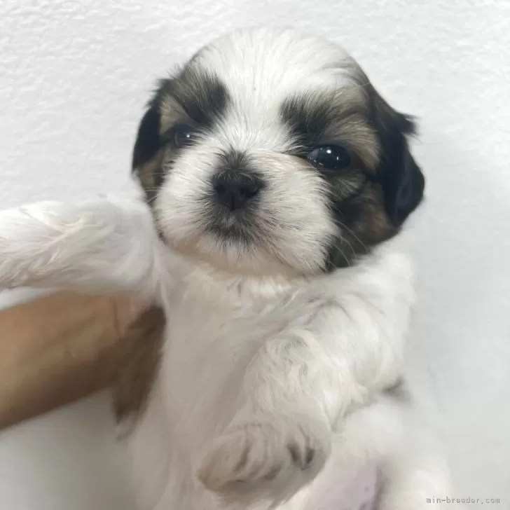 ID：2509-00361の子犬