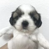 シーズー