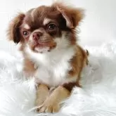 チワワ(ロング)【徳島県・男の子・2024年11月11日・チョコレートタン&ホワイト】の写真9