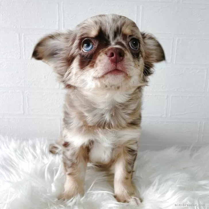 K.T 様のお迎えした子犬