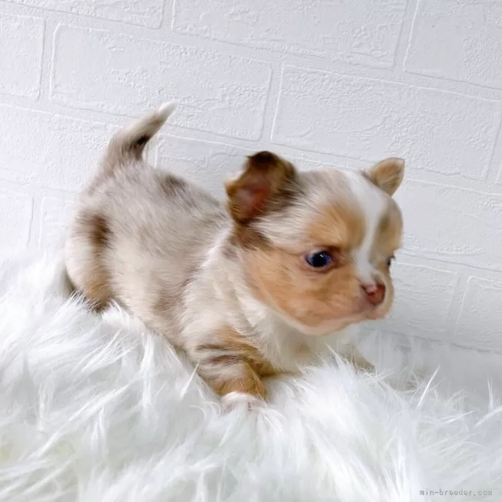 ID：2501-02624の子犬