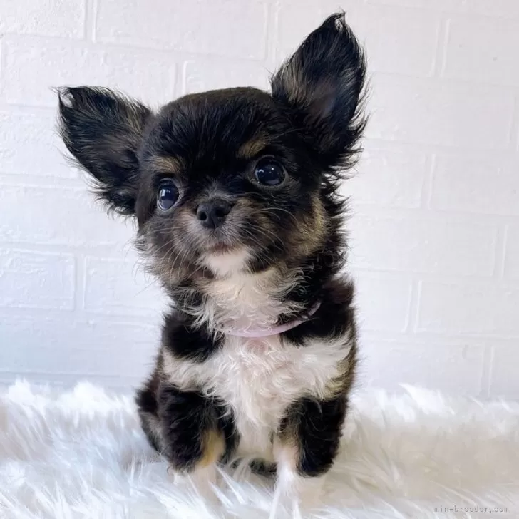 ID：2506-01929の子犬