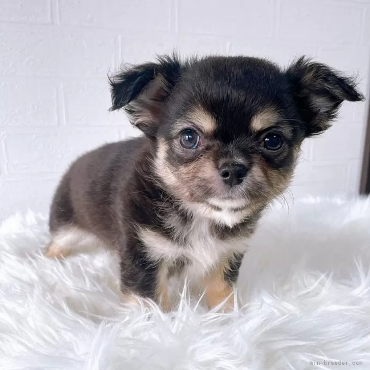 ID：2506-01806の子犬