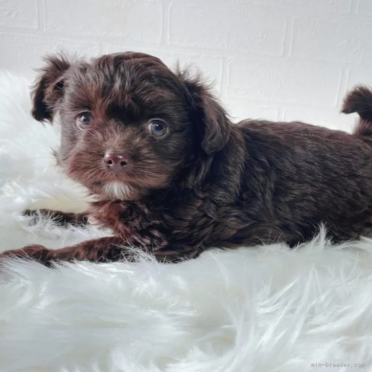 ID:2412-01089の子犬