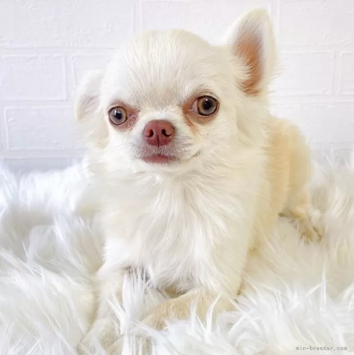 チワワ(ロング)【徳島県・男の子・2025年6月9日・クリーム&amp;ホワイト】の写真1