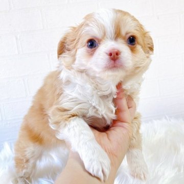 チワワ(ロング)【徳島県・男の子・2025年10月17日・フォーン&ホワイト】の写真「可愛い子です✨」