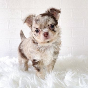 チワワ(ロング)【徳島県・女の子・2025年10月16日・チョコレートマール&ホワイト】の写真「綺麗なカラーで可愛い子です✨」