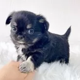 チワワ(ロング)