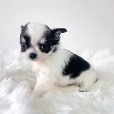 チワワ(ロング)【徳島県・男の子・2025年10月12日・ブラックホワイト&タン】の写真1