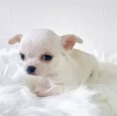 チワワ(スムース)