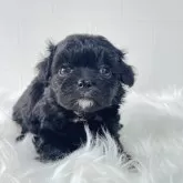 チワプー(チワワ×トイプードル)【徳島県・男の子・2024年10月18日・ブラック&ホワイト】の写真1