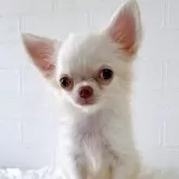 チワワ(ロング)