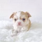 チワワ(ロング)