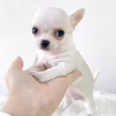 チワワ(スムース)