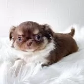 チワワ(ロング)