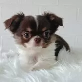 チワワ(ロング)【徳島県・女の子・2024年11月11日・チョコレートタン&ホワイト】の写真2