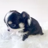 チワワ(ロング)【徳島県・女の子・2025年10月16日・トライカラー(ブラックタン&ホワイト)】の写真4