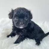 チワプー(チワワ×トイプードル)【徳島県・男の子・2024年10月18日・ブラック&ホワイト】の写真6