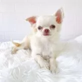 チワワ(ロング)【徳島県・男の子・2025年6月9日・クリーム&ホワイト】の写真5